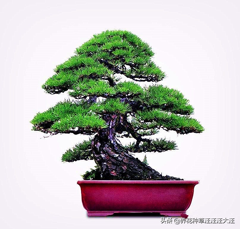 亭亭山上松瑟瑟谷中风谁写的,黑松临水造型盆景