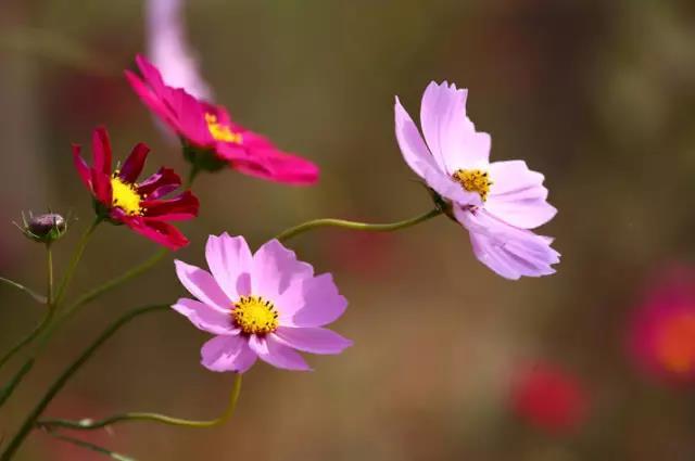 发快手文案句子励志短句霸气,快手励志语录文案素材在哪里找