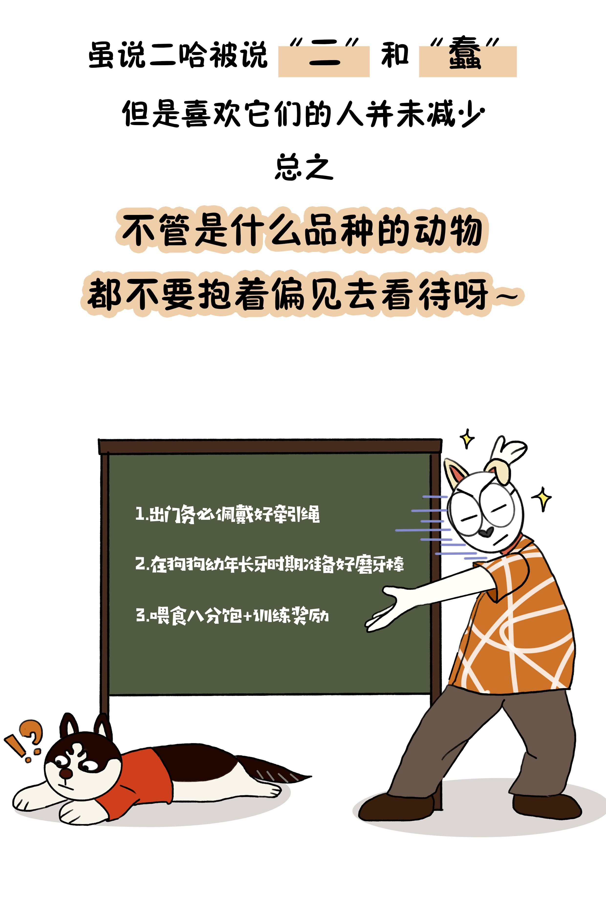作为狗界泥石流，哈士奇当真这么笨？辟谣：服从性不等于智商