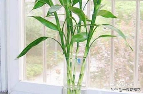 富贵竹里放生锈的铁钉还是新的,锈铁钉养富贵竹