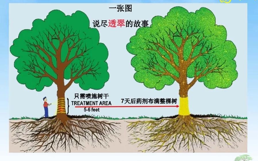 天牛基础知识,天牛简单总结