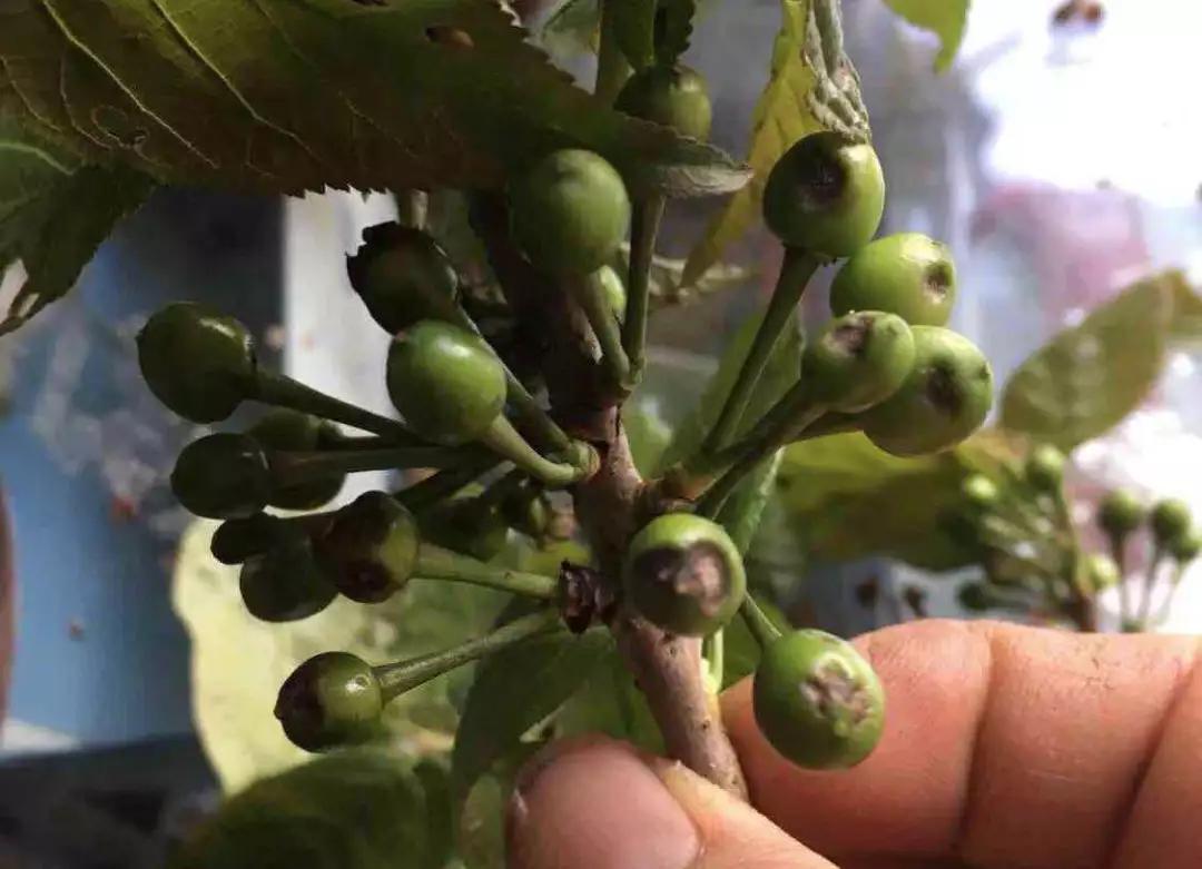 樱桃叶子上的病害有哪几种,樱桃叶子尖发黄是什么病害