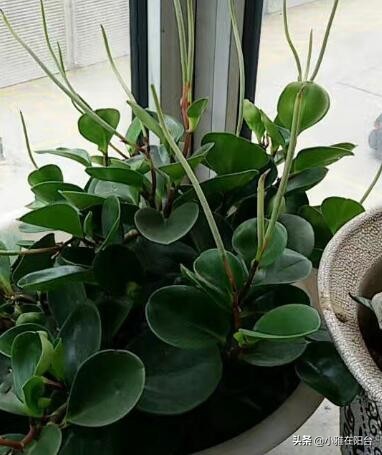 养碧玉叶子上可以喷水吗,养碧玉能养成独棵老桩吗