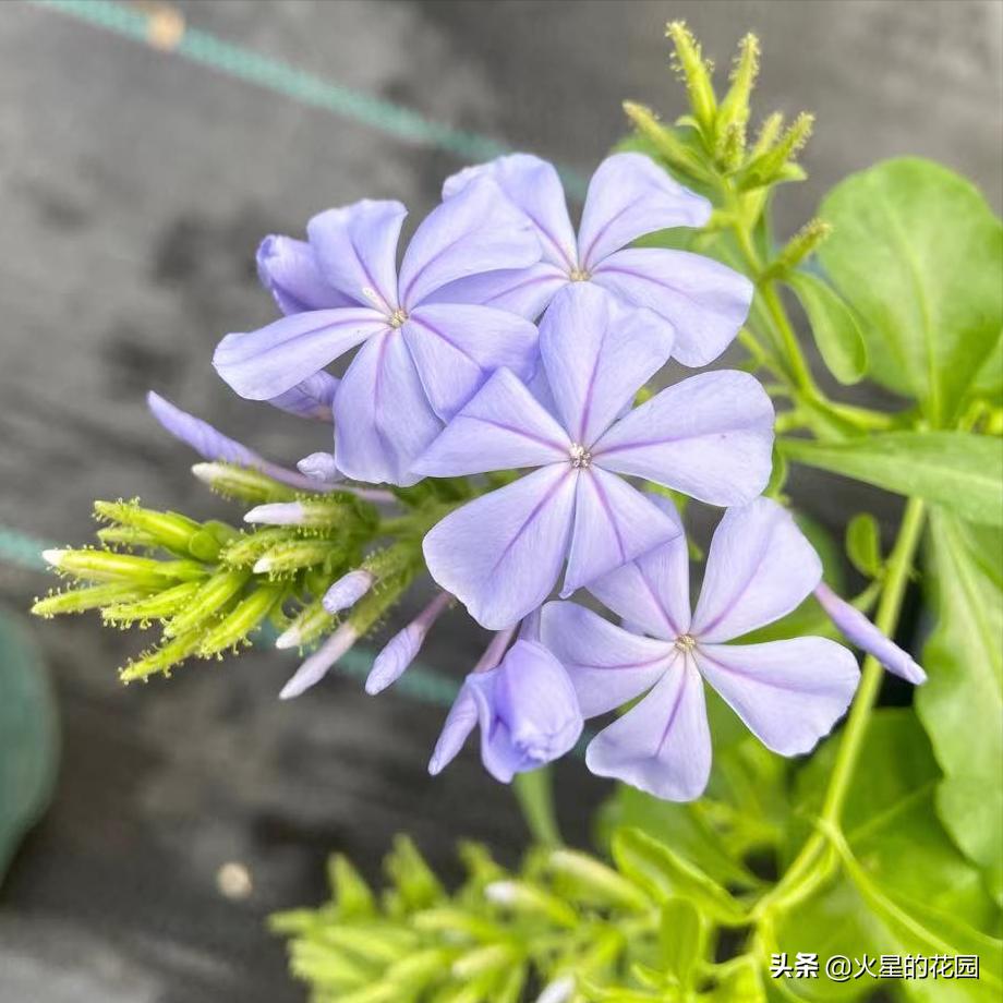 夏天植物闷根咋办,盆栽闷根怎样处理