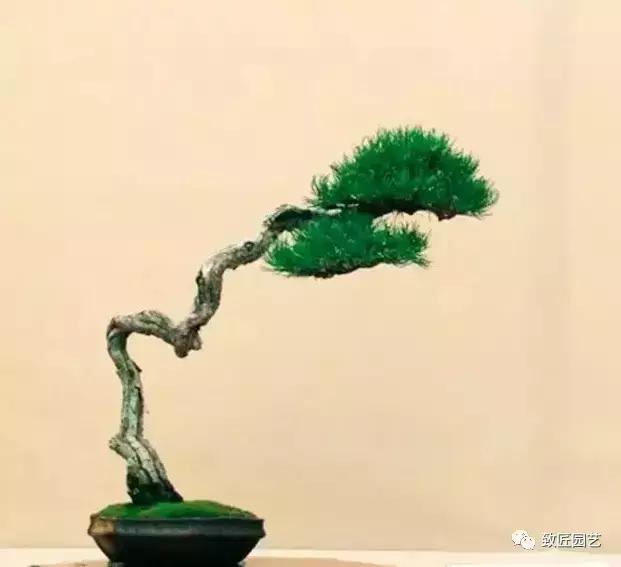 泰山松文人盆景,山松盆景100幅欣赏