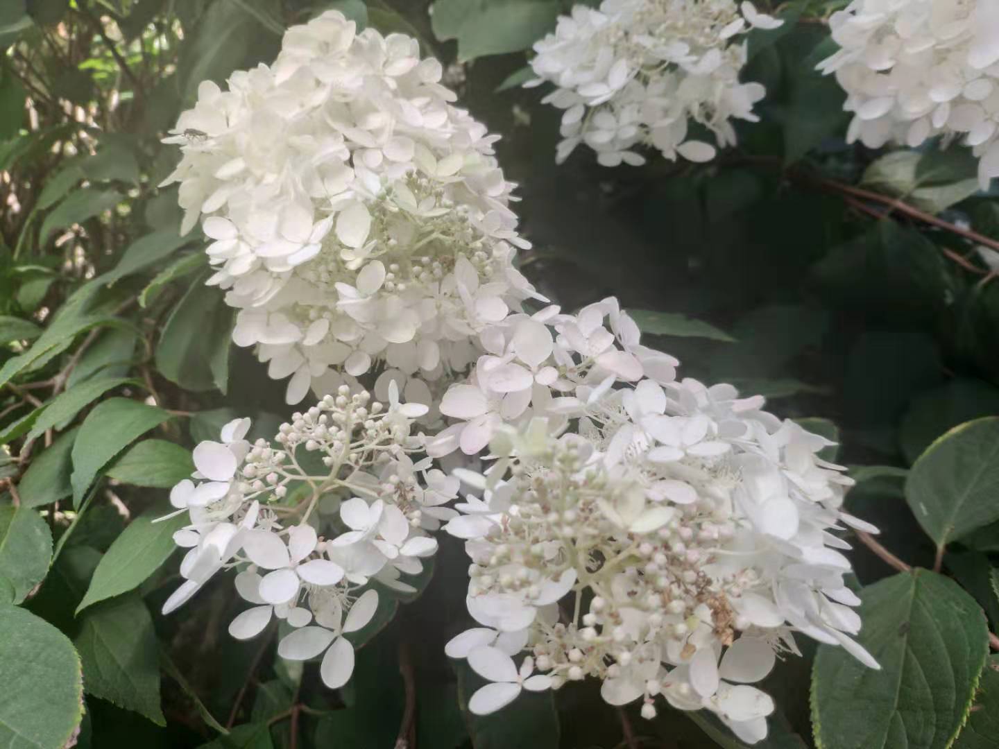 公园里的一树白色小花,簇拥在一起像绣球,味道很清香