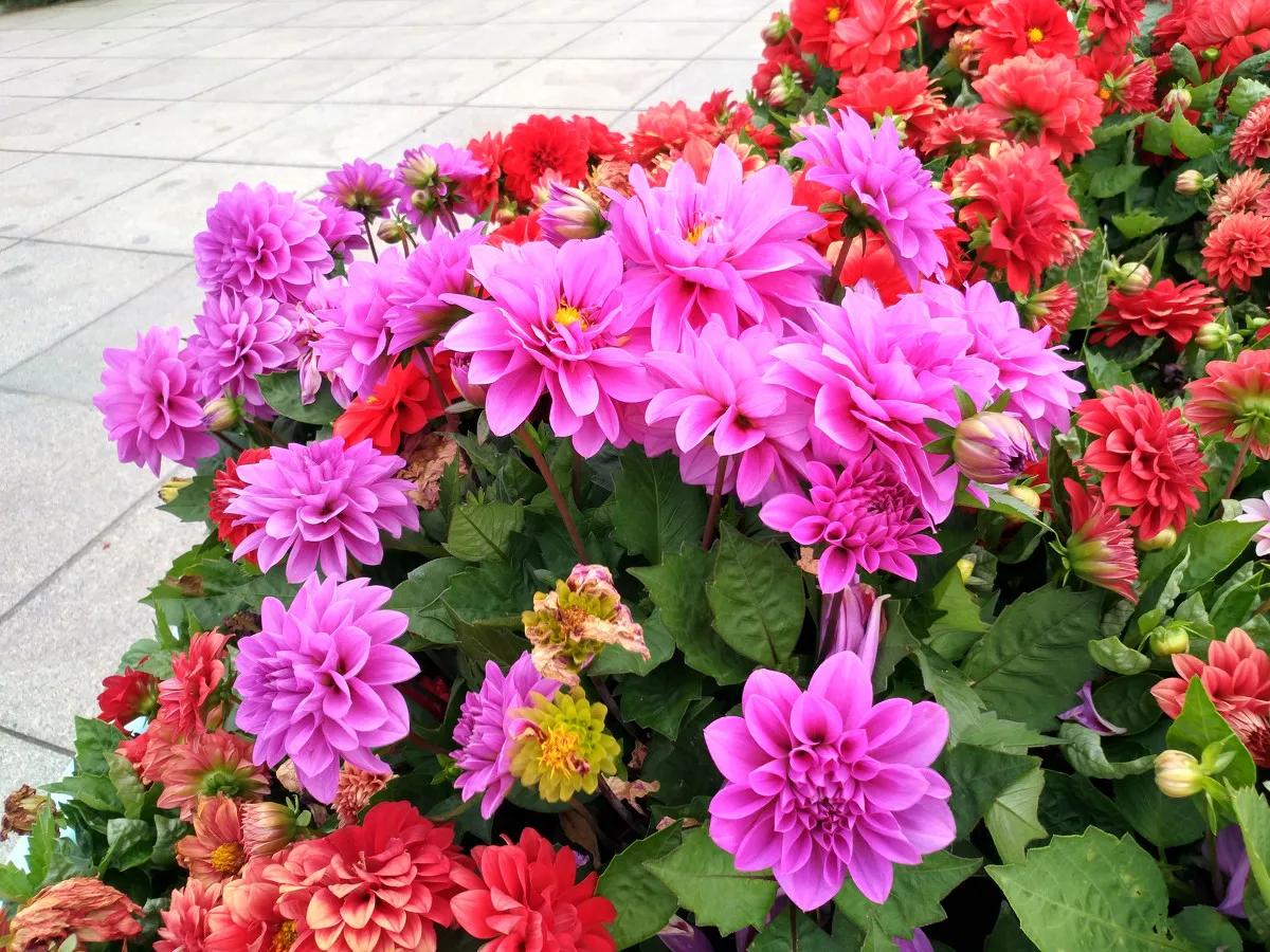 花卉生虫有什么妙招视频教学,花卉生虫家用小妙招