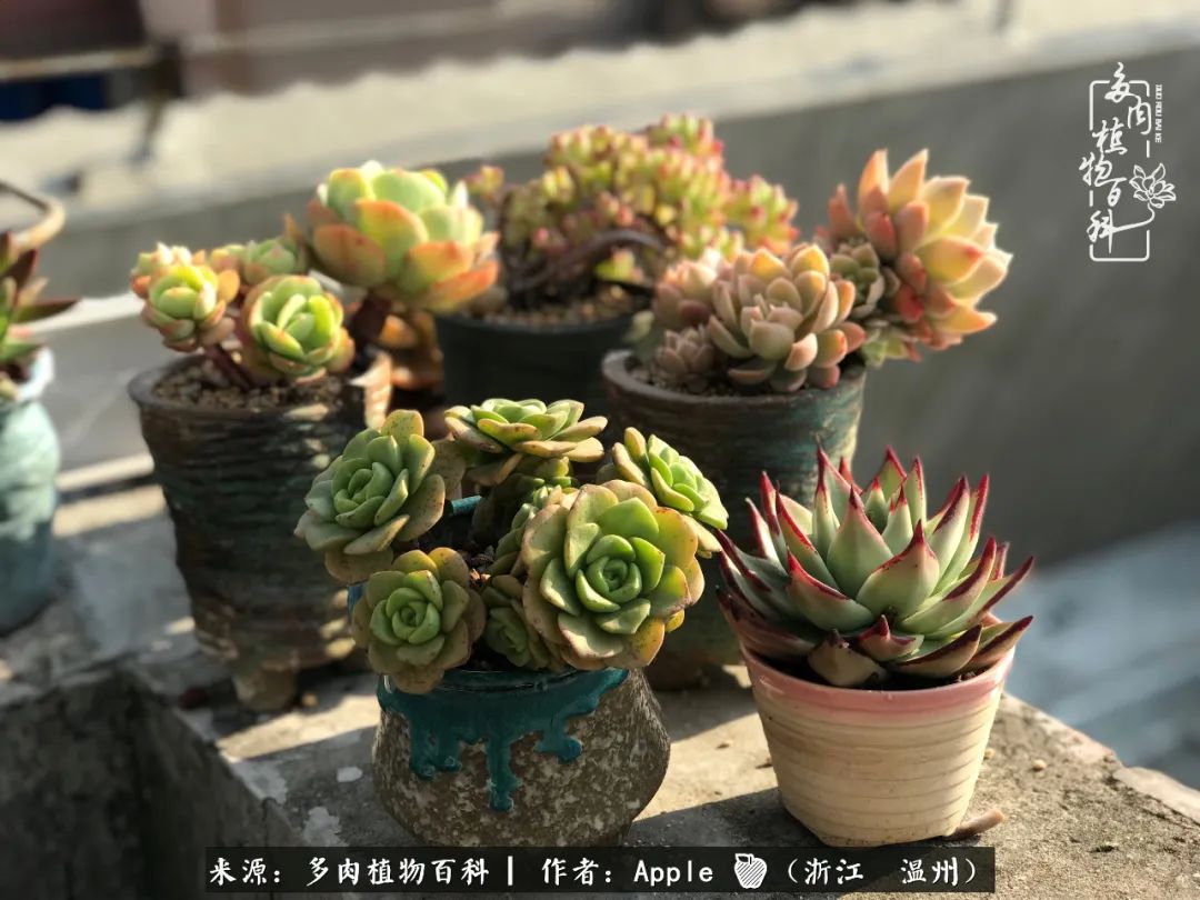 多肉成长记观察记录怎么写,多肉成长记录观察展板