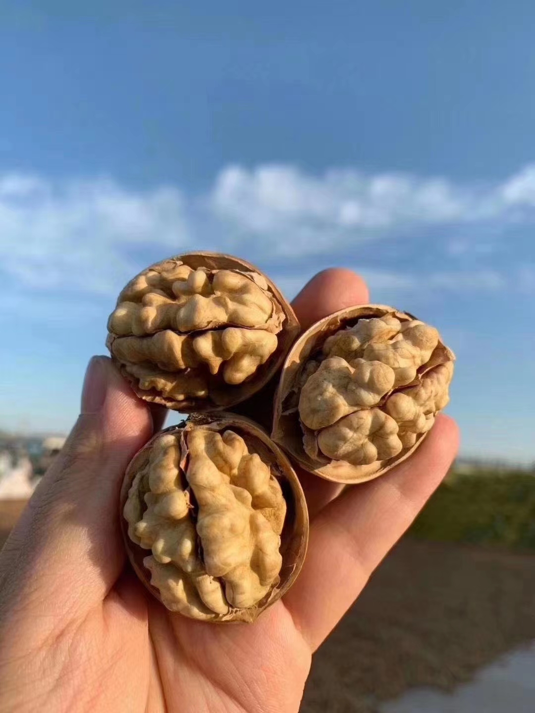 名扬四海的新疆瓜果,带你一起吃遍新疆瓜果