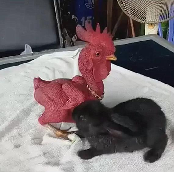 兔子眼睛被鸡啄瞎了,兔子把鸡咬秃了