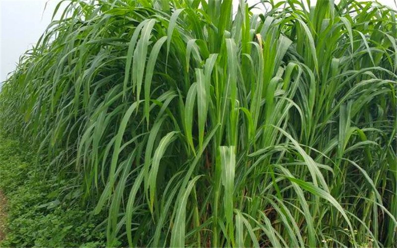 农村承包70亩地种植什么比较赚钱,承包田地种植能赚钱吗