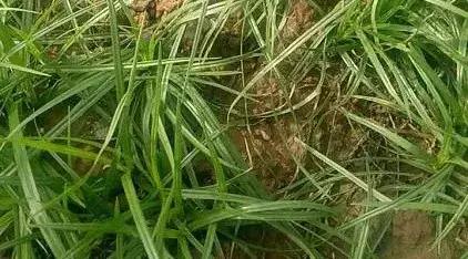 草莓垄杂草多怎么办,草莓地除草最好的方法