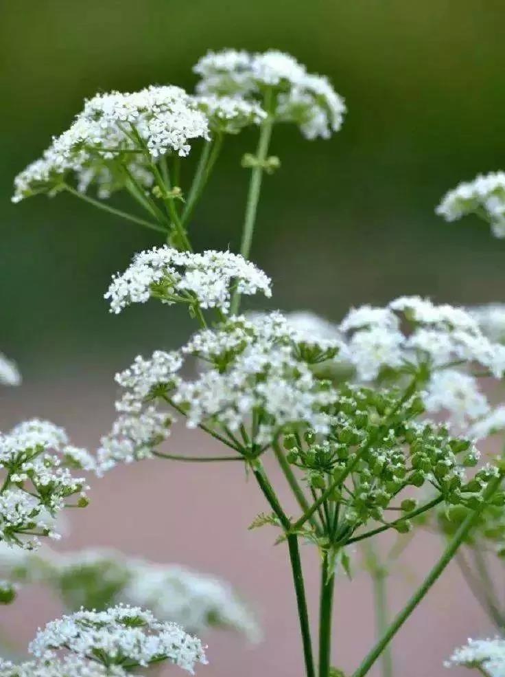 这4种花卉很漂亮花量大观赏度高,20种漂亮花好看不好养