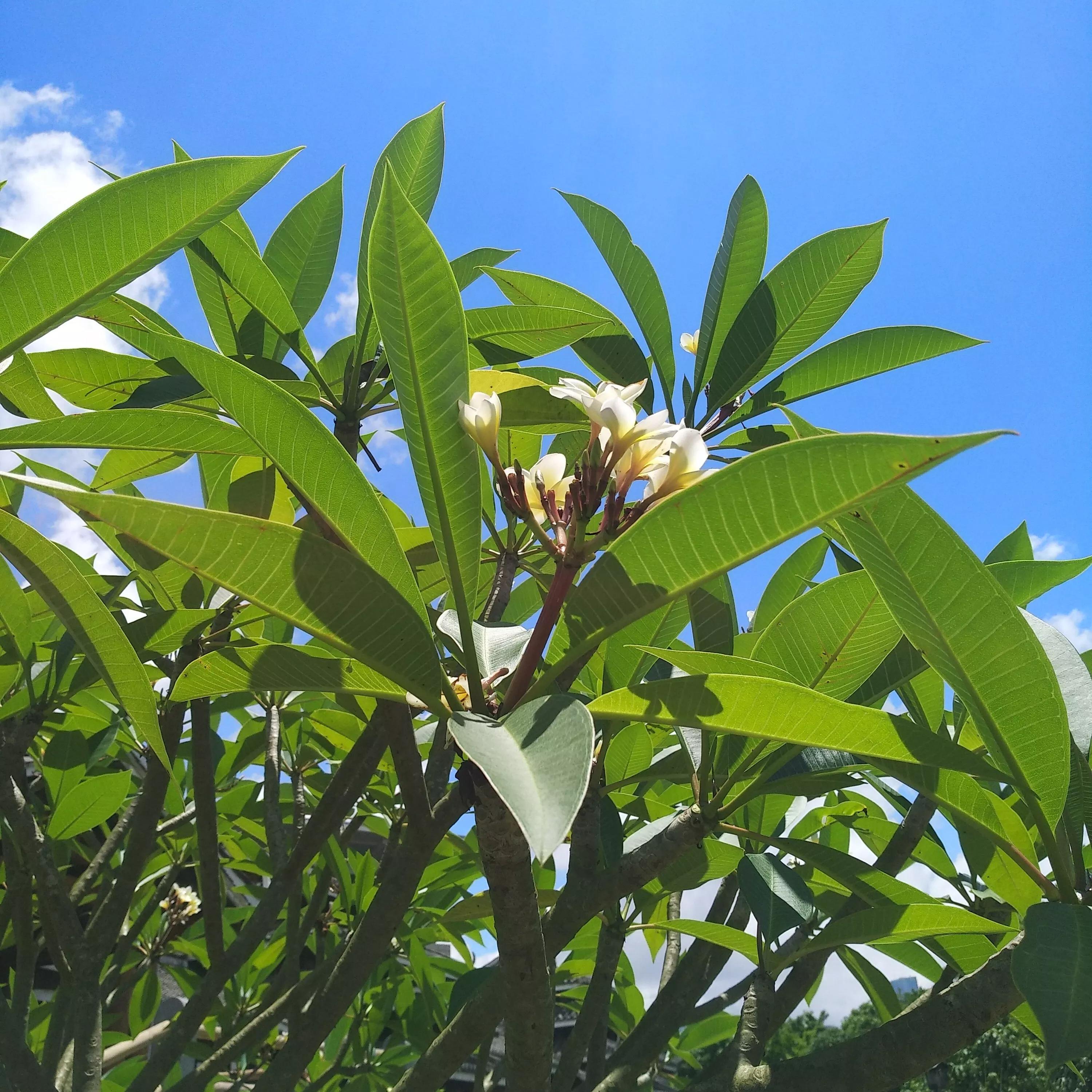 高考后想学临床医学,高考后想学中医