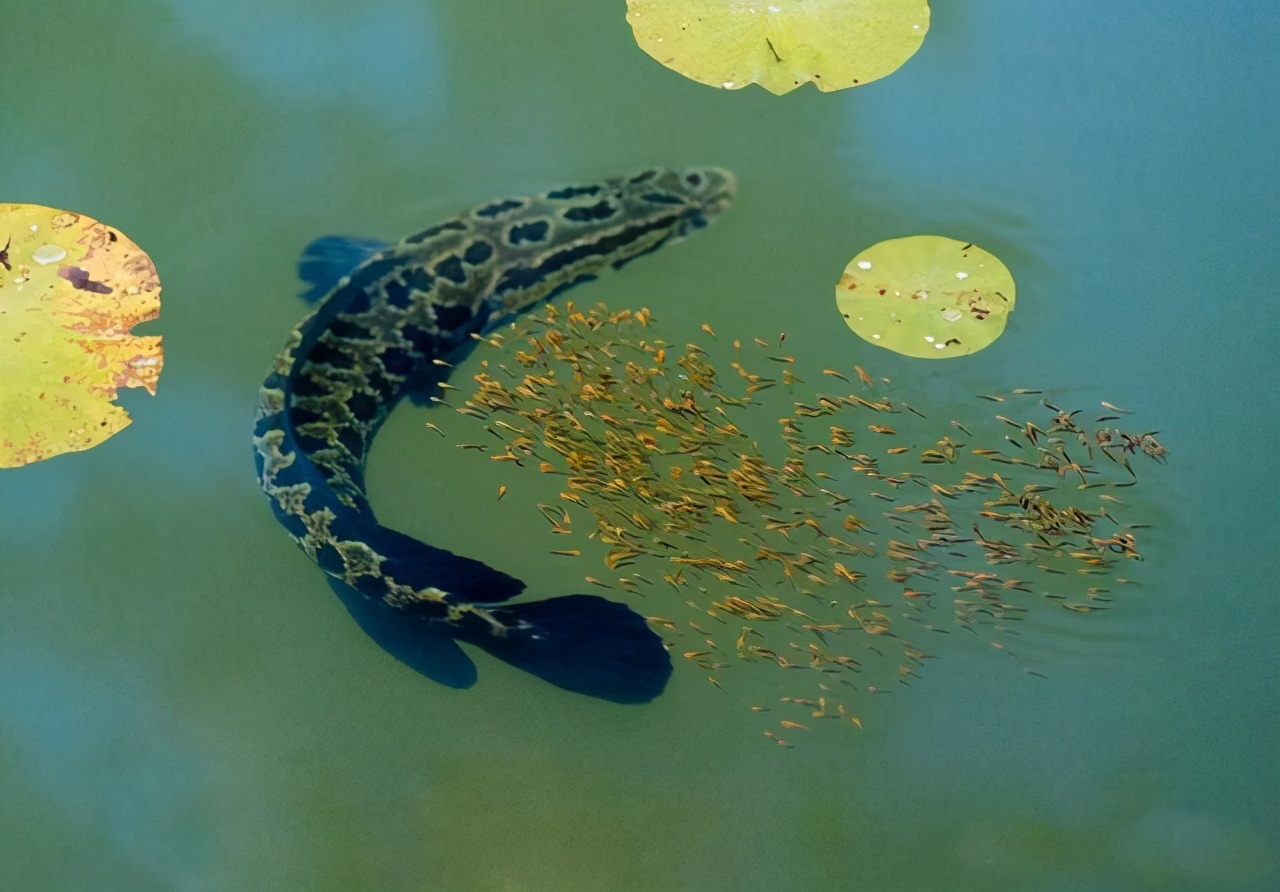 手竿钓黑鱼方法与绝招,手竿钓黑鱼什么饵好视频