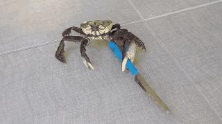 你不知道的13个螃蟹冷知识,螃蟹的冷知识有多可怕