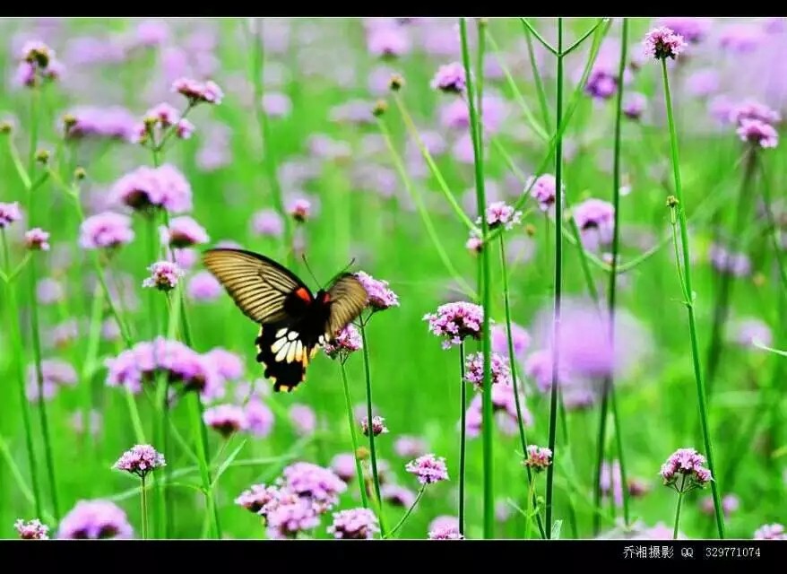 广东江门开平市旅游,江门开平十大旅游景点