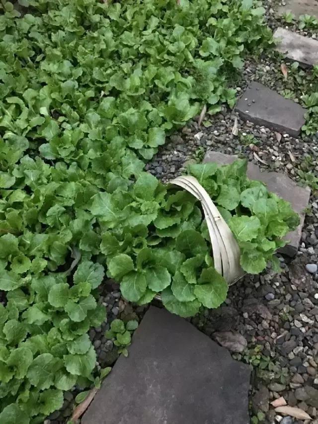 90后小伙花100万造房子,90后小伙花几千元装修500个平方