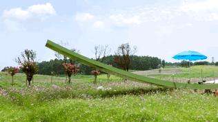 双流空港花田最新进展,双流空港花田开放了吗最新回复