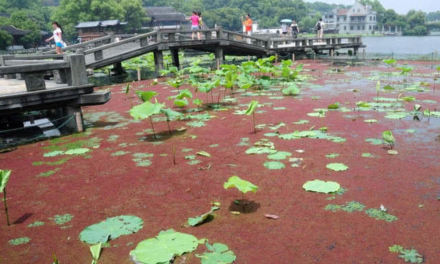 鱼缸水变红的原因和处理方法,鱼缸的水越来越清是怎么回事