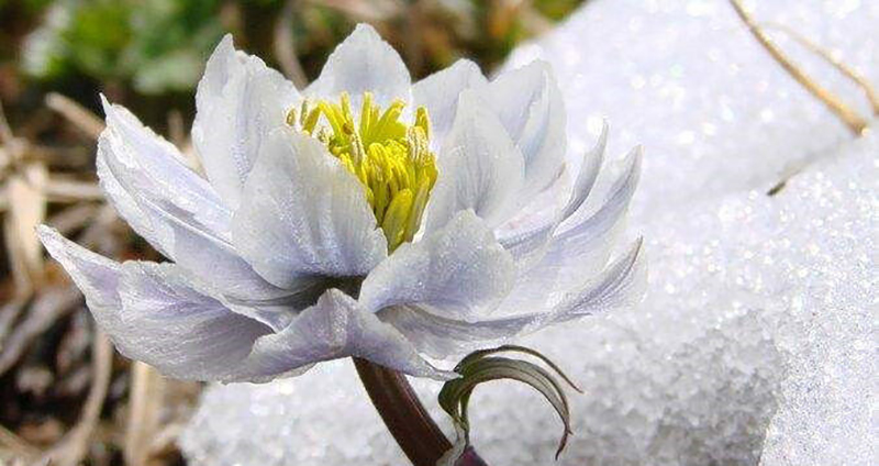 国家二级保护开花植物,一级保护植物雪莲花图片大全