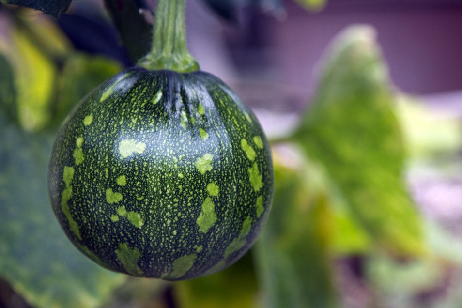 葫芦科蔬菜特点图,葫芦类蔬菜有哪些