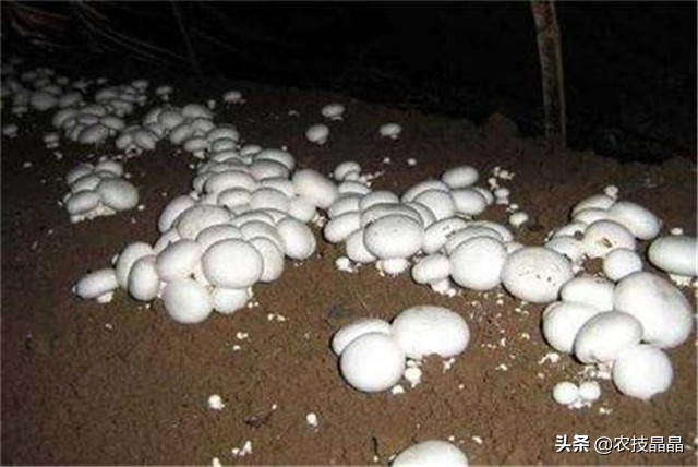 双孢菇种植技术全过程,双孢菇栽培技术视频