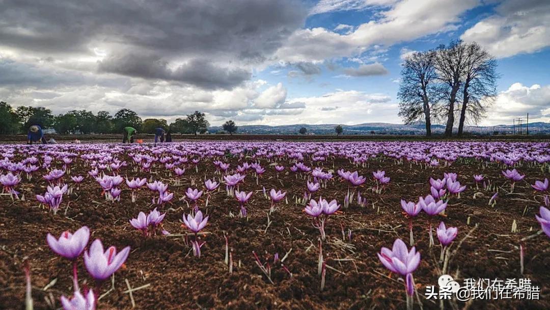 希腊西红花茶的种植,药食同源希腊西红花