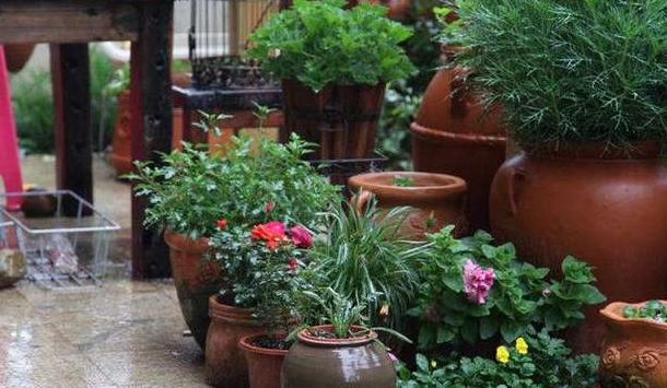 花上有蚜虫用什么办法灭虫,天热了打蚜虫用什么农药