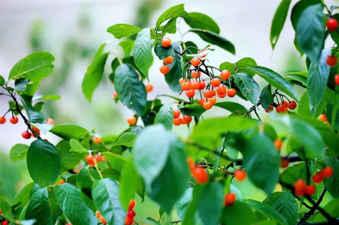 重庆周边摘樱桃,重庆北碚摘樱桃的地方