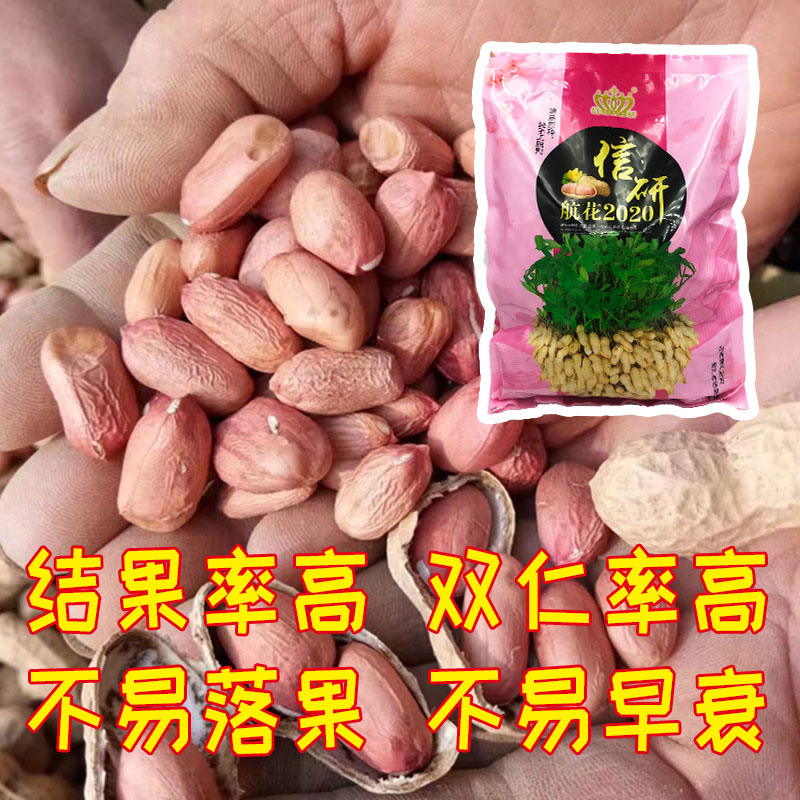 花生种抗重茬不死苗烂根产量高,花生种什么种子耐涝产量高