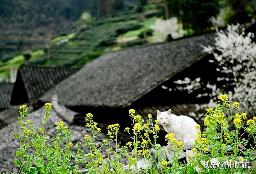 庆阳旅游古城,恩施庆阳坝古街