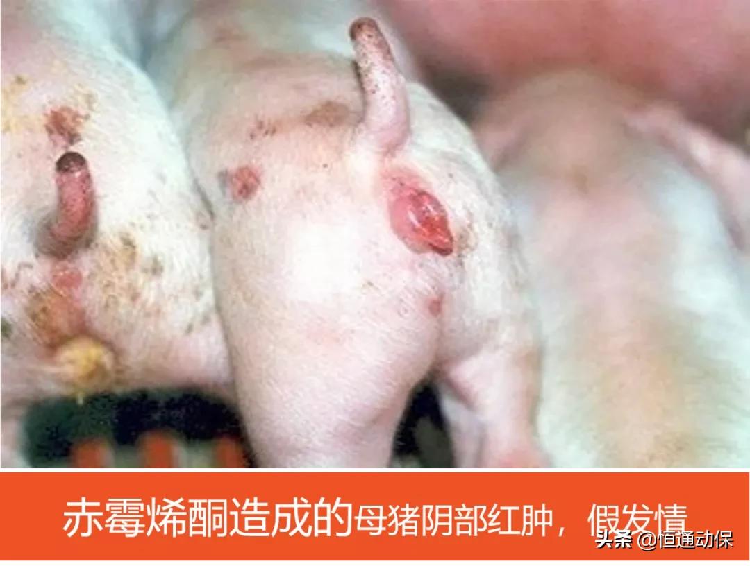 猪场霉菌毒素测定,猪场预防霉菌毒素小妙招