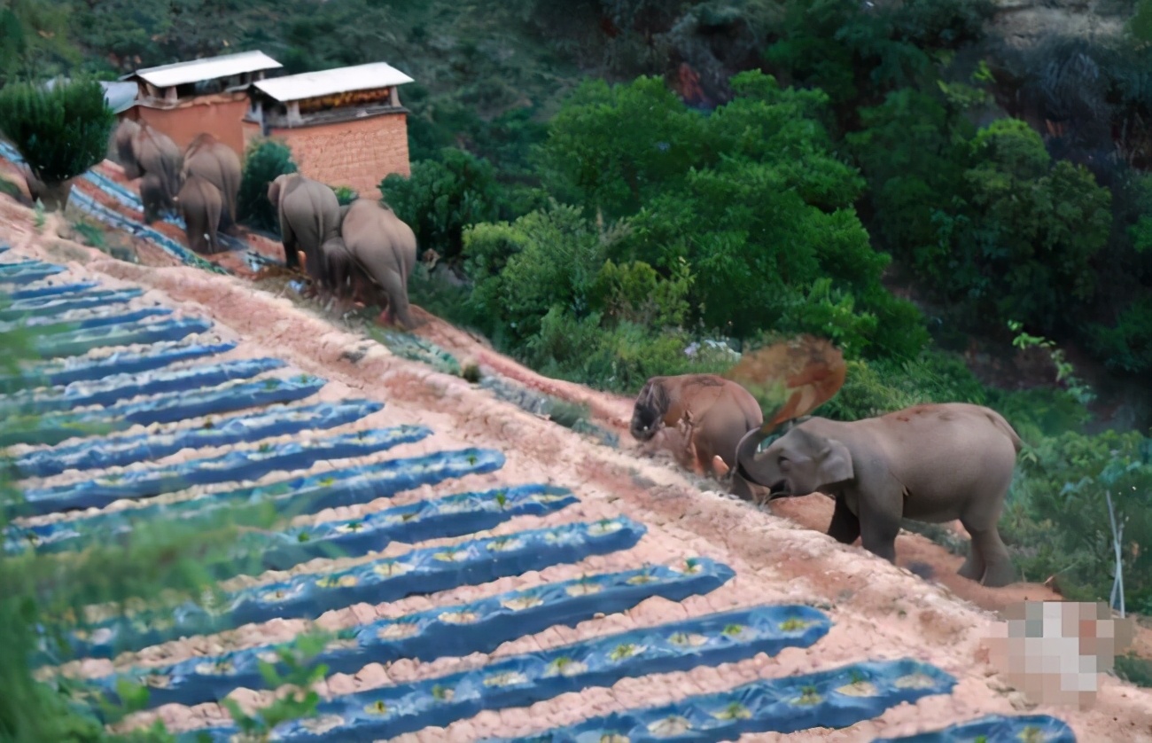 云南象群迁徙损失,云南象群迁徙事故