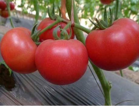 炖牛肉去腥味的最佳方法,炖牛肉别直接下锅或焯水