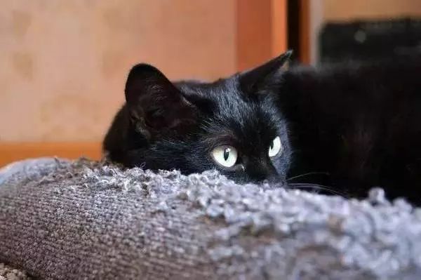 猫狗双全必备清单,猫狗主子的日常