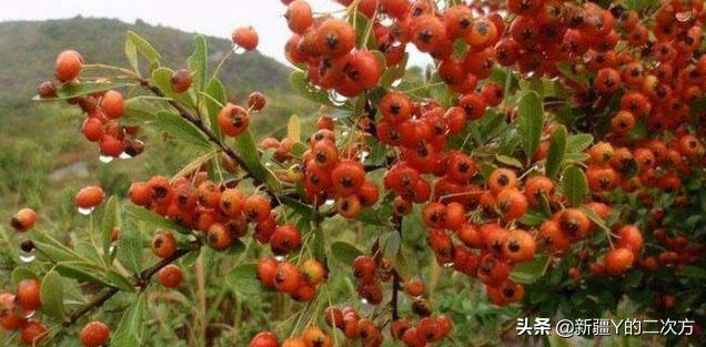 沙棘的历史与起源,新疆沙棘前景