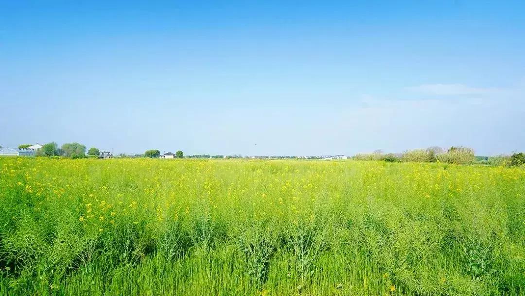 去上海必去的民宿,上海树林民宿推荐