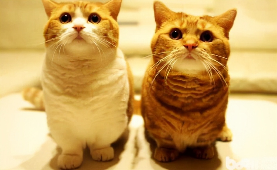 猫航空箱买大的还是小的,猫箱航空箱都有什么品牌