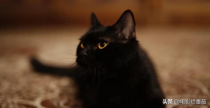 国产聊斋新电影,最新上映的电影聊斋