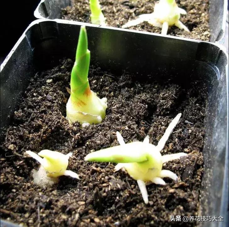 生姜可以直接埋花盆的土里保存吗,生姜在沙里发芽可以直接种植吗