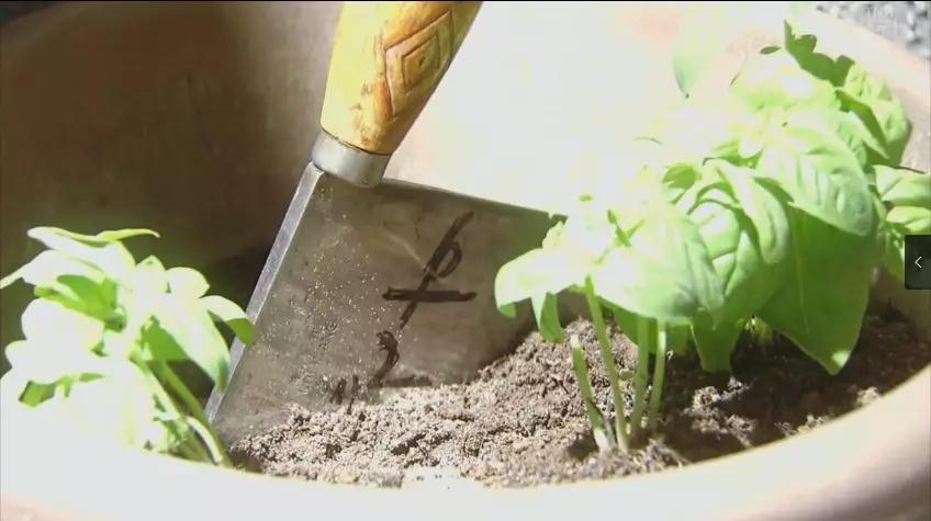 一集一人头，岛国狼人杀好刺激