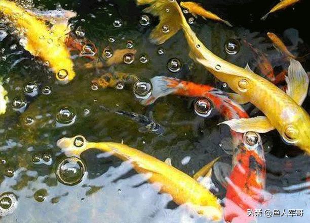 锦鲤水中游怎么养,养好锦鲤鱼的秘诀