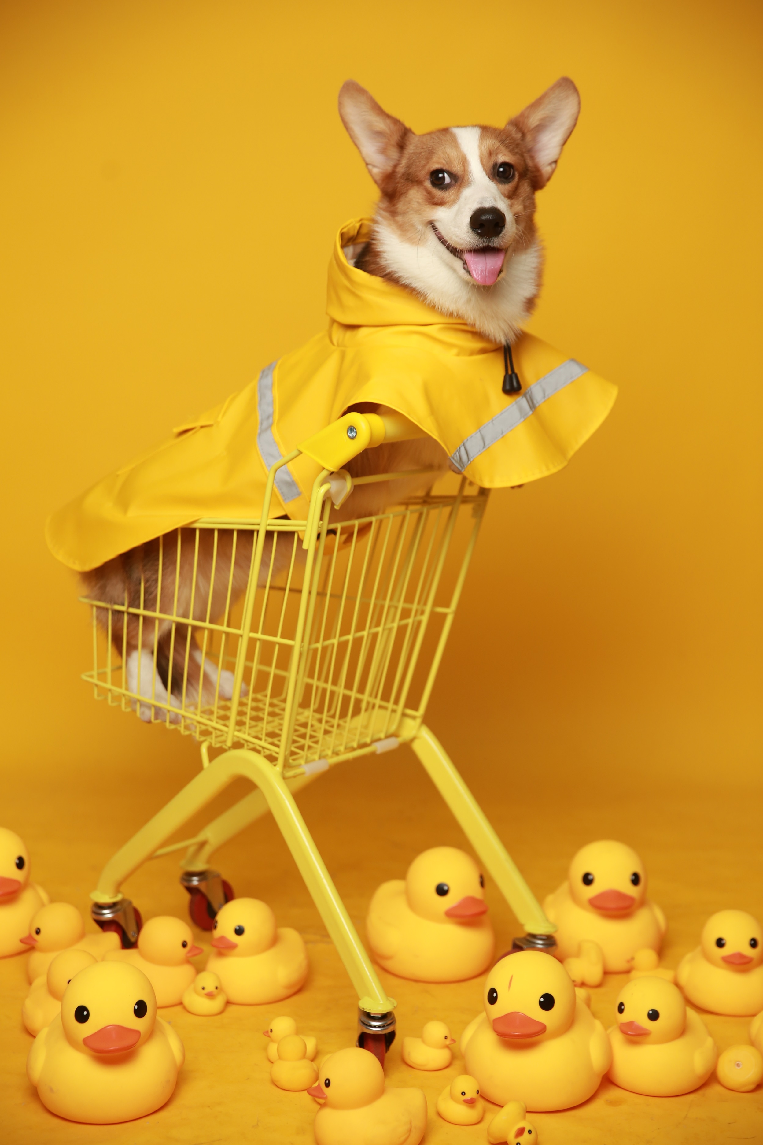 小狗粮怎么选才是正确的,狗粮怎样挑