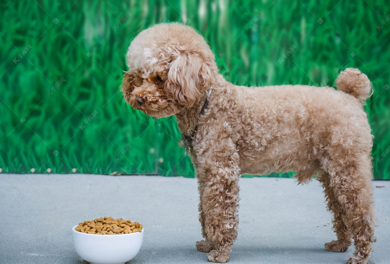 对付挑食泰迪的绝招,怎么解决泰迪挑食的问题