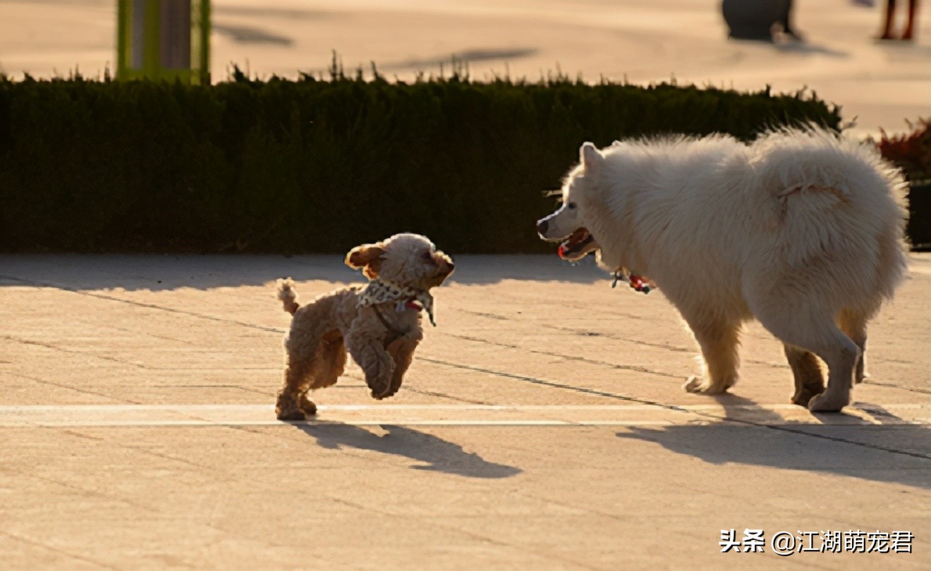 大狗经常被小狗欺负怎么办,小狗惹大狗