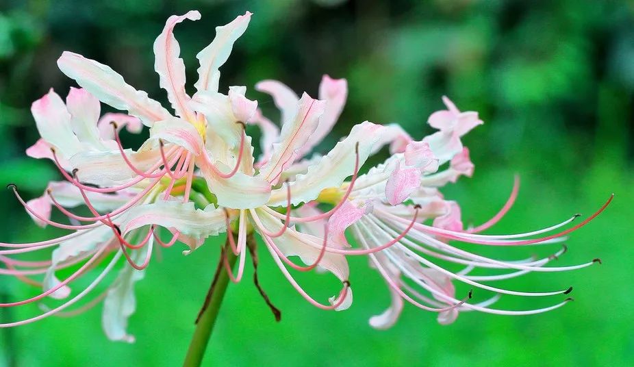 灵魂摆渡曼珠沙华的结局,灵魂摆渡的旁白曼珠沙华