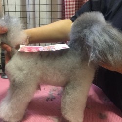 怎样挑选一只健康纯种的泰迪犬,怎么挑选一只聪明的泰迪犬