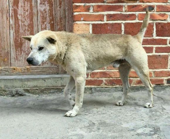 中华田园犬怎么挑选猎犬,怎么挑选土猎犬又不咬人