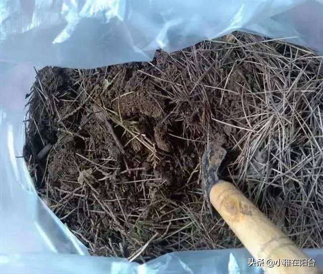 老桩造型桂花盆栽怎么养,盆栽桂花怎么养才能爆盆